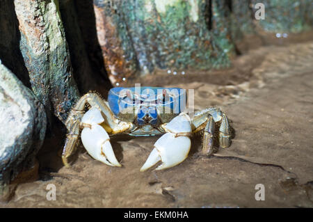 Crabe bleu dans un courant d'alimentation, l'Île Christmas en Australie Banque D'Images