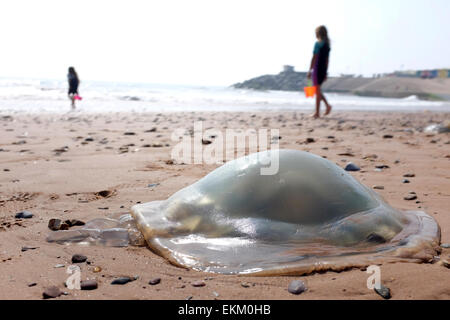 Les méduses échoués sur une plage britannique Dawlish Warren Angleterre Banque D'Images