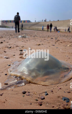 Les méduses échoués sur une plage britannique Dawlish Warren Angleterre Banque D'Images