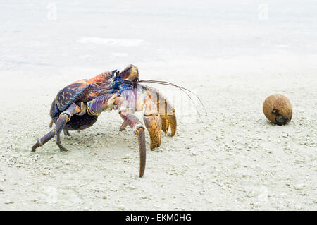 Noix de coco ou de crabe voleur (Birgus latro) avec une noix de coco, l'île Christmas. C'est le plus grand crabe terrestre dans le monde Banque D'Images