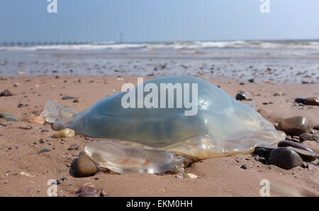 Les méduses échoués sur une plage britannique Dawlish Warren Angleterre Banque D'Images