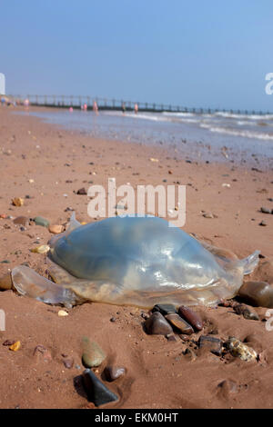 Les méduses échoués sur une plage britannique Dawlish Warren Angleterre Banque D'Images