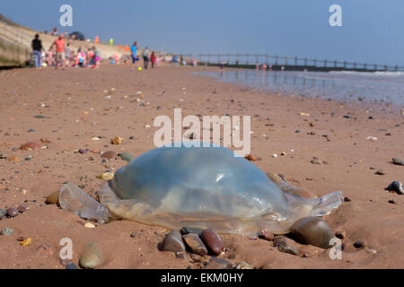 Les méduses échoués sur une plage britannique Dawlish Warren Angleterre Banque D'Images