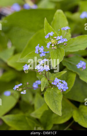 Brunnera macrophylla fleurs. Vipérine commune de Sibérie au printemps. Banque D'Images