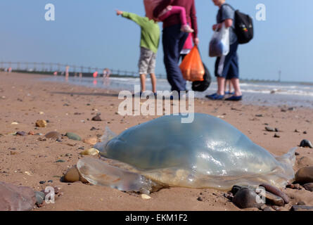 Les méduses échoués sur une plage britannique Dawlish Warren Angleterre Banque D'Images