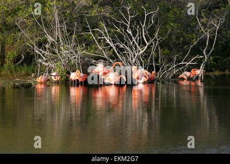 Flamant rose (Phoenicopterus roseus), Isabela, l'île de Galapagos, Equateur, Amérique du Sud Banque D'Images