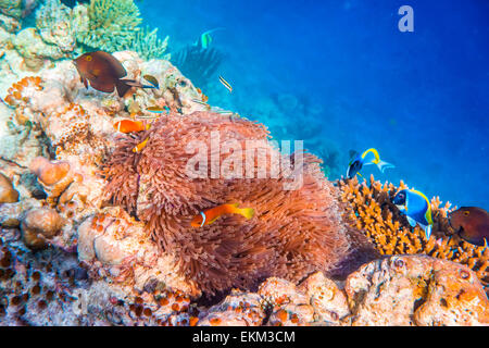 Les poissons de mer, poissons clowns actualité - poisson clown. Maldives - Ocean coral reef. Avertissement - photographier sous l'authentique en challen Banque D'Images