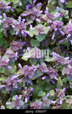 Red dead-nettle (Lamium purpureum) Banque D'Images