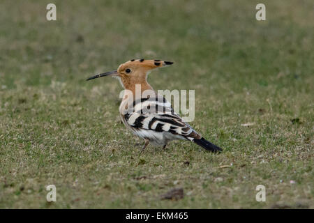 Polgigga, Cornwall, UK. 12 avril 2015. Météo France : une huppe nourrir les oiseaux sur le terrain de cricket locaux. Un visiteur d'été au Royaume-Uni et en général seulement 100 oiseaux par année qui font le voyage de l'hiver dans l'Afrique. Crédit : Simon Maycock/Alamy Live News Banque D'Images