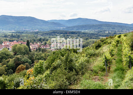 Vue sur Mont sur les vignobles et la ville d'Obernai, Alsace, France vers les Vosges Banque D'Images