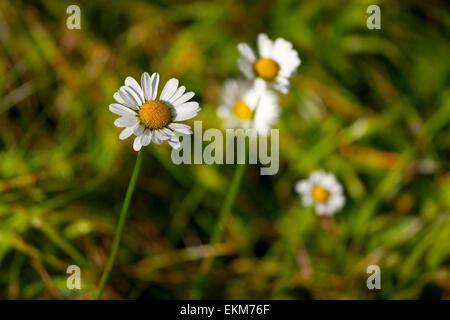 Fleurs Banque D'Images