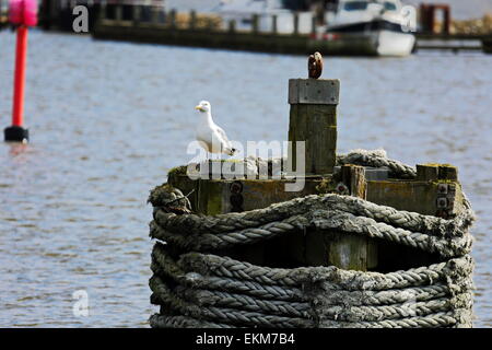 Goéland argenté assis sur un bollard - duc d'albe - dans le port de Mamrelund à Grenaa, Danemark Banque D'Images