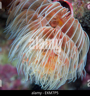 Feather Duster worm ( Protula magnifica ), Hitotuishi point, Owase, Mie, Japon Banque D'Images