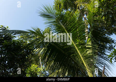 Soleil à travers les feuilles de palmier Banque D'Images