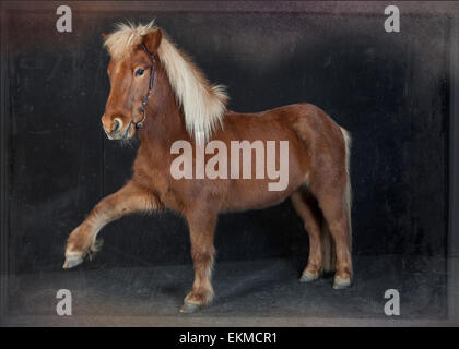 Un cheval brun dans le studio avec l'étape espagnole Banque D'Images