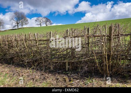 Exemple d'une haie nouvellement posées près du village de Hayfield dans le Peak District, Derbyshire. Banque D'Images