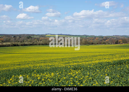 Vallée d'essai près de Romsey dans le Hampshire. Colza en fleurs sur le fond de la vallée avec des champs verts et des bois au-delà. Banque D'Images