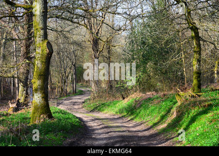 Ides Copse, Watersfield, West Sussex Banque D'Images