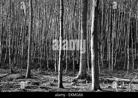 Ides Copse, Watersfield, West Sussex Banque D'Images