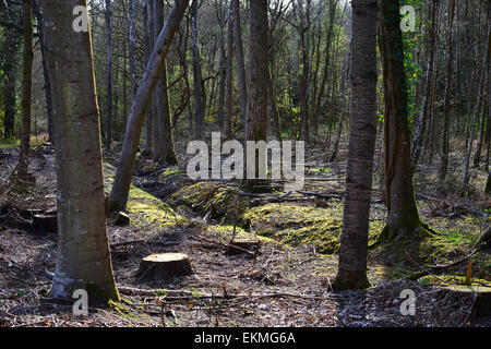 Ides Copse, Watersfield, West Sussex Banque D'Images