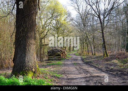 Ides Copse, Watersfield, West Sussex Banque D'Images