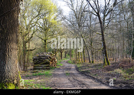 Ides Copse, Watersfield, West Sussex Banque D'Images