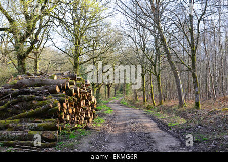 Ides Copse, Watersfield, West Sussex Banque D'Images