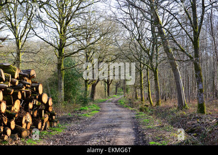 Ides Copse, Watersfield, West Sussex Banque D'Images