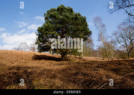 Conifères solitaires sur Cannock Chase Banque D'Images