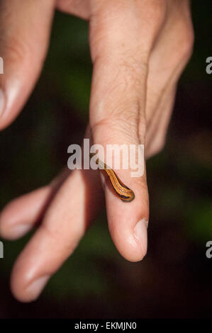 Tiger leech attaché à un doigt humain à Bornéo, Malaisie Banque D'Images