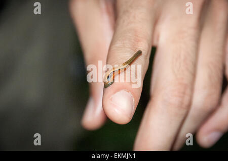 Tiger leech attaché à un doigt humain à Bornéo, Malaisie Banque D'Images