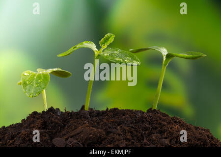 Les jeunes plantes en tas de terre, concept d'une nouvelle vie Banque D'Images