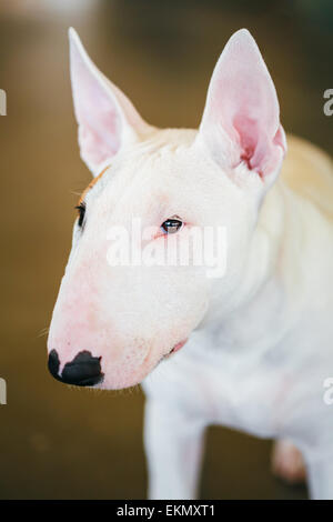 Close Up Portrait de chien Bullterrier Blanc Pet à l'intérieur sur fond brun Banque D'Images