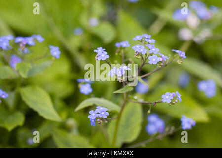 Brunnera fleurs. Vipérine commune de Sibérie au printemps. Banque D'Images