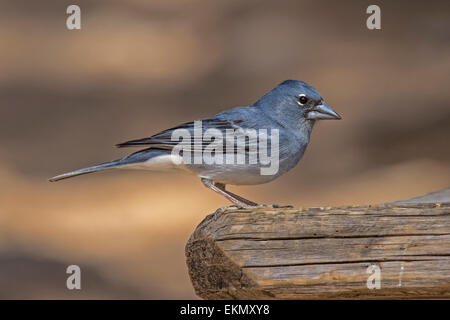 Mâle bleu Chaffinch (Fringilla teydea), perché sur une table de pique-nique, Tenerife, Îles Canaries Banque D'Images