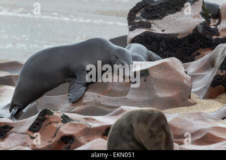 Brown (Arctocephalus Pusillu) dormir sur un gros rocher. Palmes pendant vers le bas le rocher, Cape Cross, Namibia Banque D'Images