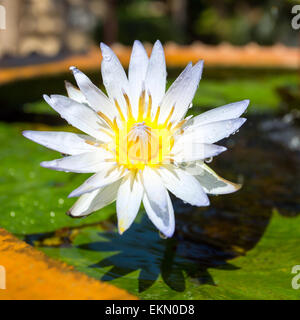 Belle white water lily égyptien (Nymphaea caerulea) libre Banque D'Images