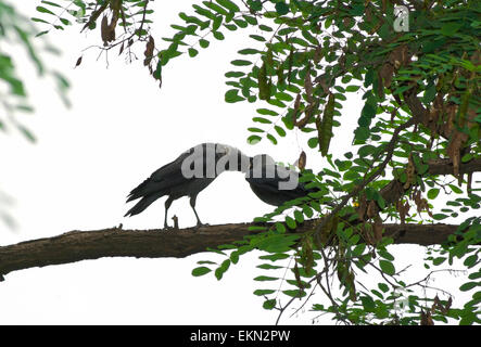 Choucas(Corvus monedula) poussin d'alimentation sur l'acacia (Acacia). Banque D'Images