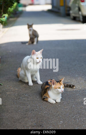 Chats errants Banque D'Images