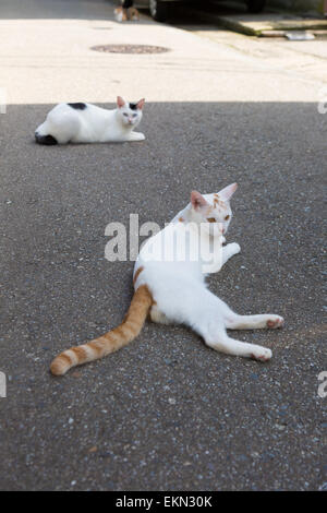 Chats errants Banque D'Images