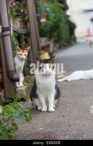 Chats errants Banque D'Images