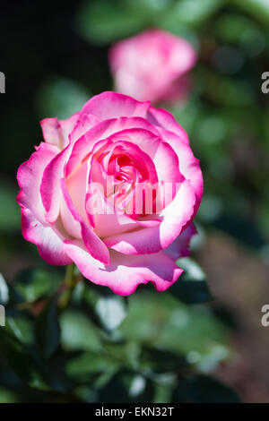 Fleur rose Banque D'Images