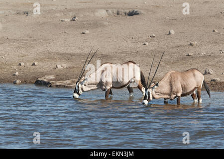 Deux Oryx debout dans un trou d'alcool, Etosha National Park, Namibie Banque D'Images