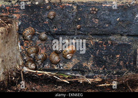 Cornu aspersum, connu sous le nom commun Escargot. Banque D'Images