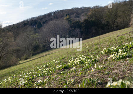 Anglais courant printemps Primrose wildflower bloom plein sud sur la pente de la prairie chalk gérés Banque D'Images