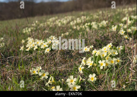 Anglais courant printemps Primrose wildflower bloom plein sud sur la pente de la prairie chalk gérés Banque D'Images