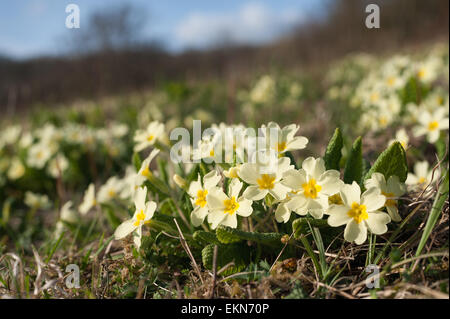 Anglais courant printemps Primrose wildflower bloom plein sud sur la pente de la prairie chalk gérés Banque D'Images