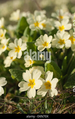 Anglais courant printemps Primrose wildflower bloom plein sud sur la pente de la prairie chalk gérés Banque D'Images