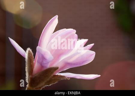 Fleurs sur le magnolia dans mon jardin. Banque D'Images