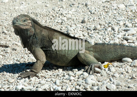 Dominikanische Republik, Südwesten, Halbinsel Baoruco, Parque Nacional Lago Enriquillo, Nashornleguan (Cyclura cornuta), auch Rh Banque D'Images